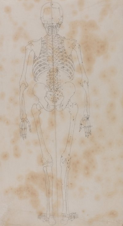 A Comparative Anatomical Exposition of the Structure of the Human Body with that of a Tiger and a Cow by George Stubbs